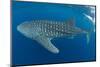 Whale shark, Madagascar, Indian Ocean, Africa-Dan Burton-Mounted Photographic Print