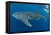 Whale shark, Madagascar, Indian Ocean, Africa-Dan Burton-Framed Stretched Canvas