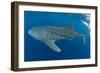 Whale shark, Madagascar, Indian Ocean, Africa-Dan Burton-Framed Photographic Print