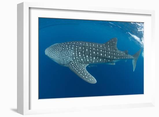 Whale shark, Madagascar, Indian Ocean, Africa-Dan Burton-Framed Photographic Print