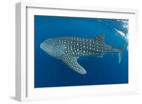 Whale shark, Madagascar, Indian Ocean, Africa-Dan Burton-Framed Photographic Print