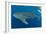 Whale shark, Madagascar, Indian Ocean, Africa-Dan Burton-Framed Photographic Print