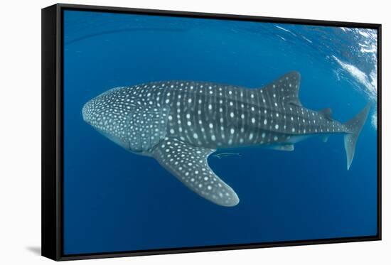 Whale shark, Madagascar, Indian Ocean, Africa-Dan Burton-Framed Stretched Canvas