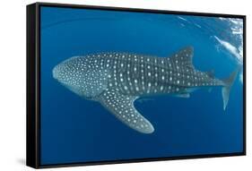 Whale shark, Madagascar, Indian Ocean, Africa-Dan Burton-Framed Stretched Canvas