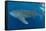 Whale shark, Madagascar, Indian Ocean, Africa-Dan Burton-Framed Stretched Canvas
