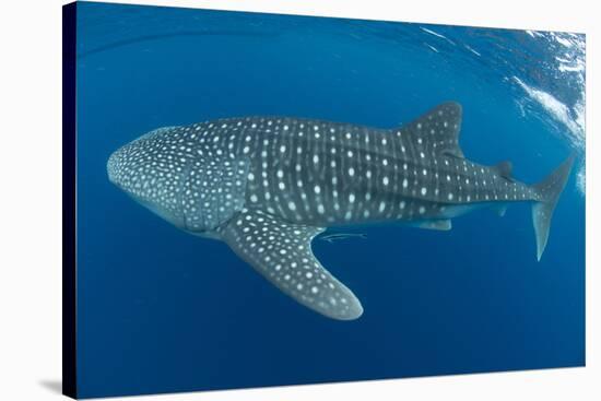 Whale shark, Madagascar, Indian Ocean, Africa-Dan Burton-Stretched Canvas