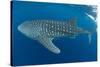 Whale shark, Madagascar, Indian Ocean, Africa-Dan Burton-Stretched Canvas