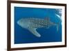 Whale shark, Madagascar, Indian Ocean, Africa-Dan Burton-Framed Photographic Print