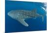 Whale shark, Madagascar, Indian Ocean, Africa-Dan Burton-Mounted Photographic Print