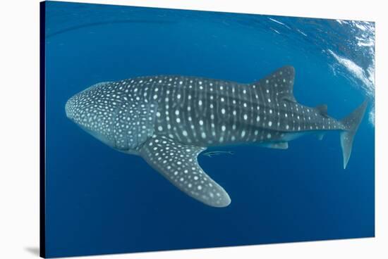Whale shark, Madagascar, Indian Ocean, Africa-Dan Burton-Stretched Canvas