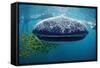 Whale Shark, Rhincodon Thypus, Usa, Haiwaii, Pacific Ocean-Reinhard Dirscherl-Framed Stretched Canvas