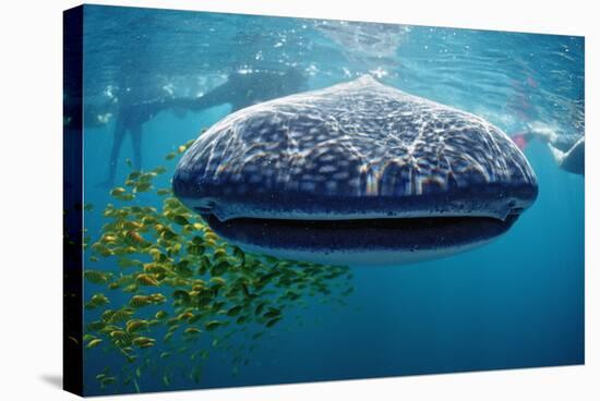 Whale Shark, Rhincodon Thypus, Usa, Haiwaii, Pacific Ocean-Reinhard Dirscherl-Stretched Canvas