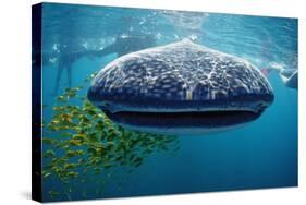 Whale Shark, Rhincodon Thypus, Usa, Haiwaii, Pacific Ocean-Reinhard Dirscherl-Stretched Canvas