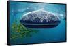 Whale Shark, Rhincodon Thypus, Usa, Haiwaii, Pacific Ocean-Reinhard Dirscherl-Framed Stretched Canvas