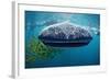 Whale Shark, Rhincodon Thypus, Usa, Haiwaii, Pacific Ocean-Reinhard Dirscherl-Framed Photographic Print