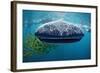 Whale Shark, Rhincodon Thypus, Usa, Haiwaii, Pacific Ocean-Reinhard Dirscherl-Framed Photographic Print