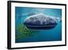 Whale Shark, Rhincodon Thypus, Usa, Haiwaii, Pacific Ocean-Reinhard Dirscherl-Framed Photographic Print