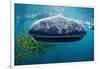 Whale Shark, Rhincodon Thypus, Usa, Haiwaii, Pacific Ocean-Reinhard Dirscherl-Framed Photographic Print