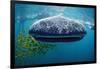 Whale Shark, Rhincodon Thypus, Usa, Haiwaii, Pacific Ocean-Reinhard Dirscherl-Framed Photographic Print