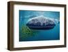 Whale Shark, Rhincodon Thypus, Usa, Haiwaii, Pacific Ocean-Reinhard Dirscherl-Framed Photographic Print