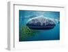 Whale Shark, Rhincodon Thypus, Usa, Haiwaii, Pacific Ocean-Reinhard Dirscherl-Framed Photographic Print