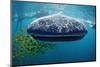 Whale Shark, Rhincodon Thypus, Usa, Haiwaii, Pacific Ocean-Reinhard Dirscherl-Mounted Photographic Print