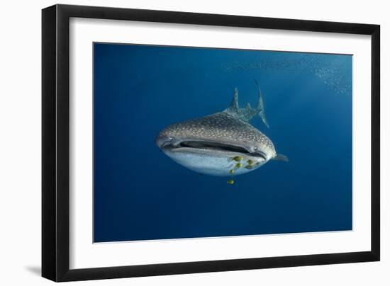 Whale Shark (Rhincodon Typus) And Golden Trevally (Gnathanodon Speciosus)-Pete Oxford-Framed Photographic Print