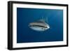 Whale Shark (Rhincodon Typus) And Golden Trevally (Gnathanodon Speciosus)-Pete Oxford-Framed Photographic Print