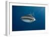 Whale Shark (Rhincodon Typus) And Golden Trevally (Gnathanodon Speciosus)-Pete Oxford-Framed Photographic Print