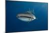 Whale Shark (Rhincodon Typus) And Golden Trevally (Gnathanodon Speciosus)-Pete Oxford-Mounted Photographic Print