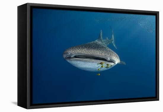 Whale Shark (Rhincodon Typus) And Golden Trevally (Gnathanodon Speciosus)-Pete Oxford-Framed Stretched Canvas