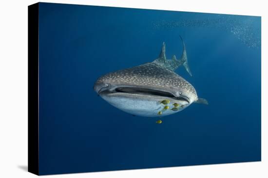 Whale Shark (Rhincodon Typus) And Golden Trevally (Gnathanodon Speciosus)-Pete Oxford-Stretched Canvas