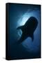 Whale Shark (Rhincodon Typus) Backlit, Isla Mujeres, Caribbean Sea, Mexico, August-Claudio Contreras-Framed Stretched Canvas