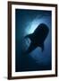 Whale Shark (Rhincodon Typus) Backlit, Isla Mujeres, Caribbean Sea, Mexico, August-Claudio Contreras-Framed Photographic Print