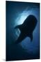 Whale Shark (Rhincodon Typus) Backlit, Isla Mujeres, Caribbean Sea, Mexico, August-Claudio Contreras-Mounted Photographic Print