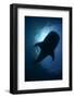 Whale Shark (Rhincodon Typus) Backlit, Isla Mujeres, Caribbean Sea, Mexico, August-Claudio Contreras-Framed Photographic Print