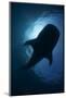 Whale Shark (Rhincodon Typus) Backlit, Isla Mujeres, Caribbean Sea, Mexico, August-Claudio Contreras-Mounted Photographic Print