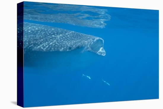 Whale Shark (Rhincodon Typus) Feeding at the Surface-Louise Murray-Stretched Canvas