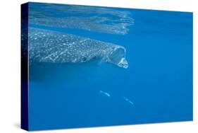 Whale Shark (Rhincodon Typus) Feeding at the Surface-Louise Murray-Stretched Canvas