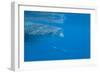 Whale Shark (Rhincodon Typus) Feeding at the Surface-Louise Murray-Framed Photographic Print