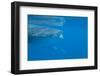 Whale Shark (Rhincodon Typus) Feeding at the Surface-Louise Murray-Framed Photographic Print