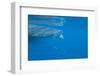 Whale Shark (Rhincodon Typus) Feeding at the Surface-Louise Murray-Framed Photographic Print