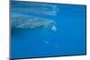 Whale Shark (Rhincodon Typus) Feeding at the Surface-Louise Murray-Mounted Photographic Print