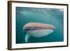 Whale Shark (Rhincodon Typus,) Filter Feeding Underwater Off El Mogote, Near La Paz-Michael Nolan-Framed Photographic Print