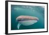 Whale Shark (Rhincodon Typus,) Filter Feeding Underwater Off El Mogote, Near La Paz-Michael Nolan-Framed Photographic Print