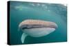 Whale Shark (Rhincodon Typus,) Filter Feeding Underwater Off El Mogote, Near La Paz-Michael Nolan-Stretched Canvas