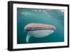 Whale Shark (Rhincodon Typus,) Filter Feeding Underwater Off El Mogote, Near La Paz-Michael Nolan-Framed Photographic Print