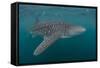 Whale Shark (Rhincodon Typus), Filter Feeding Underwater Off El Mogote, Near La Paz-Michael Nolan-Framed Stretched Canvas