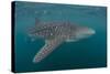 Whale Shark (Rhincodon Typus), Filter Feeding Underwater Off El Mogote, Near La Paz-Michael Nolan-Stretched Canvas