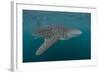 Whale Shark (Rhincodon Typus), Filter Feeding Underwater Off El Mogote, Near La Paz-Michael Nolan-Framed Photographic Print